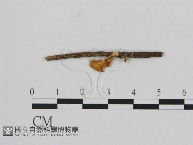 登錄號:F0012056藏品圖，第1張