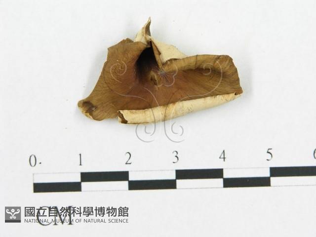 登錄號:F0007056藏品圖，第1張