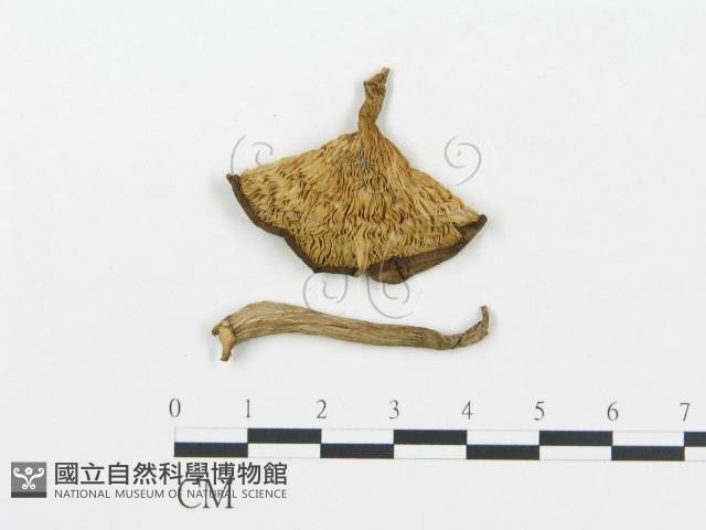 杯傘屬藏品圖，第1張