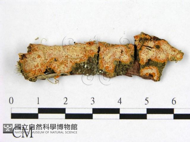 登錄號:F0005056藏品圖，第1張