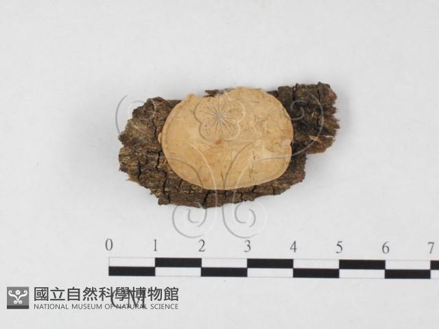 登錄號:F0015056藏品圖，第1張