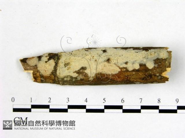 顯絲菌屬藏品圖，第1張