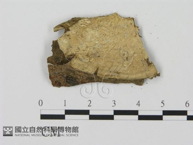 登錄號:F0003056藏品圖，第1張
