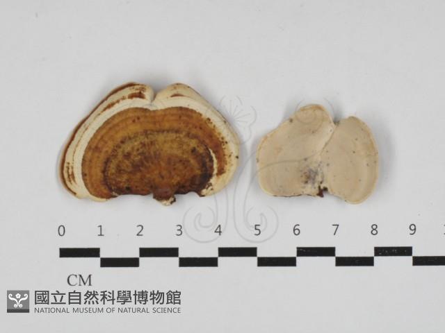 Accession Number:F0033056 Collection Image, Figure 1, Total 2 Figures