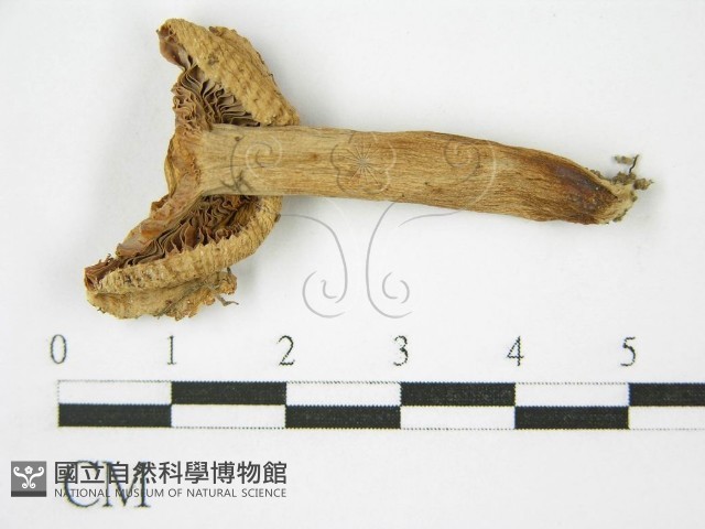 登錄號:F0008356藏品圖，第1張