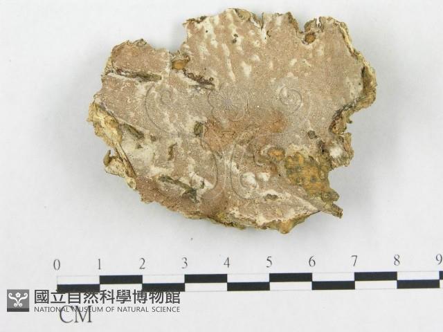 登錄號:F0020356藏品圖，第1張