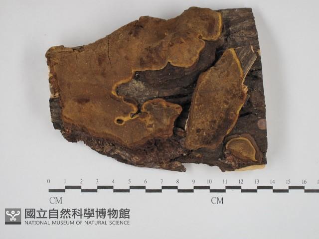 登錄號:F0030356藏品圖，第1張