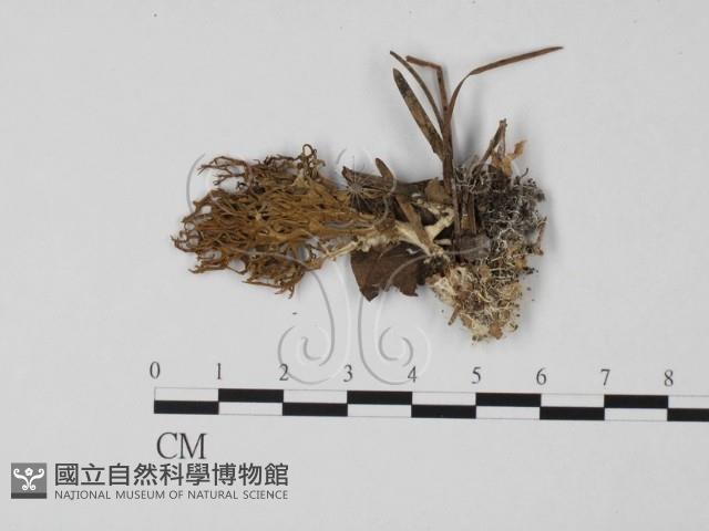 登錄號:F0021356藏品圖，第1張