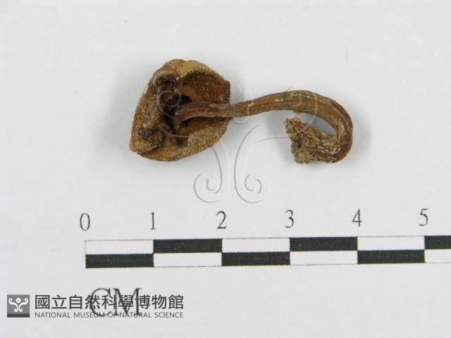 登錄號:F0011356藏品圖，第1張