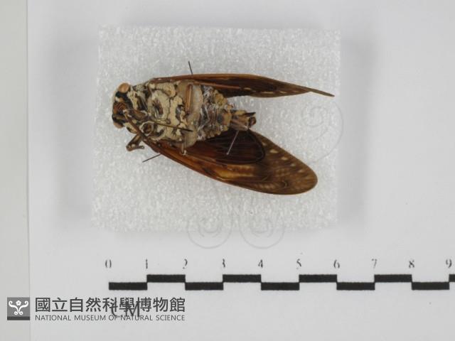 登錄號:F0031356藏品圖，第1張