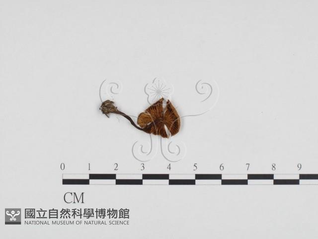 登錄號:F0024356藏品圖，第1張