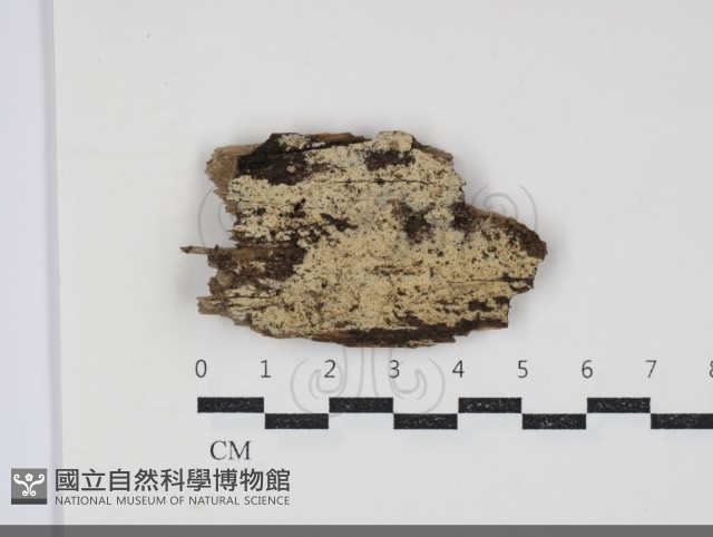 登錄號:F0034356藏品圖，第1張