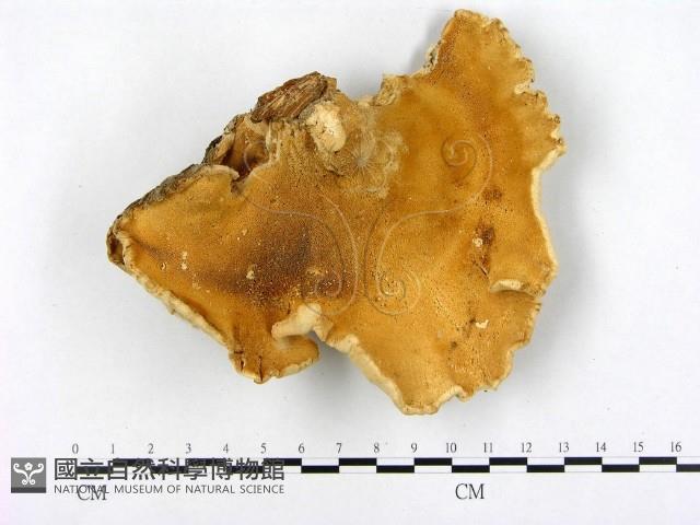 登錄號:F0002356藏品圖，第1張