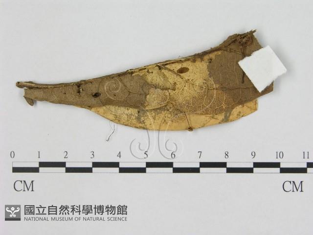 登錄號:F0012356藏品圖，第1張