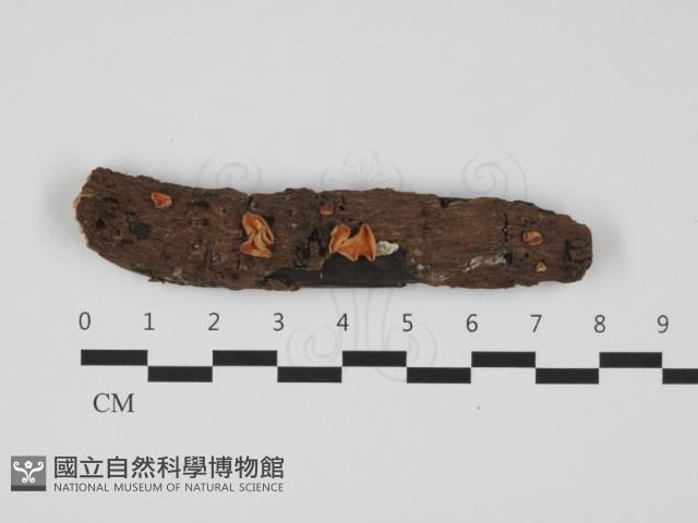 登錄號:F0032356藏品圖，第1張