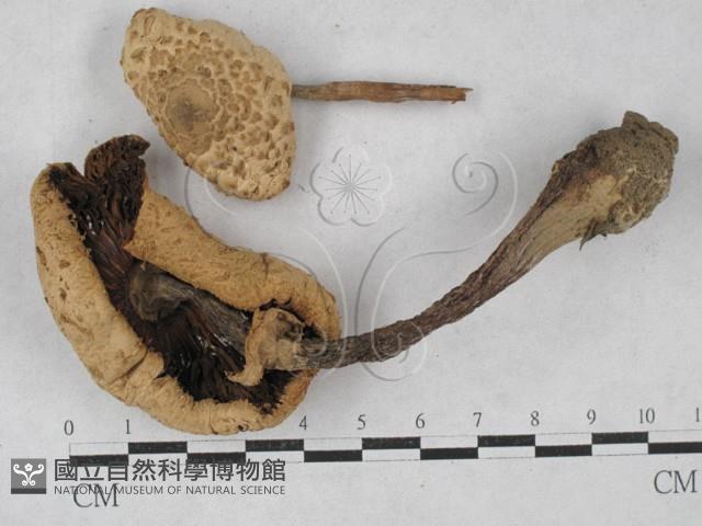 登錄號:F0027356藏品圖，第1張