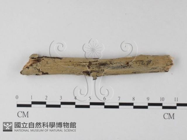 登錄號:F0025356藏品圖，第1張