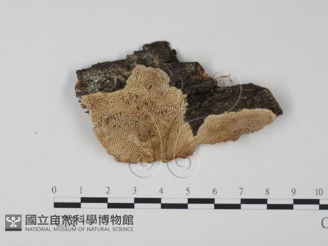 栓菌屬藏品圖，第1張
