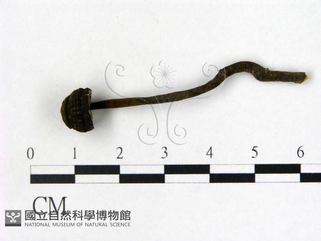 登錄號:F0009356藏品圖，第1張