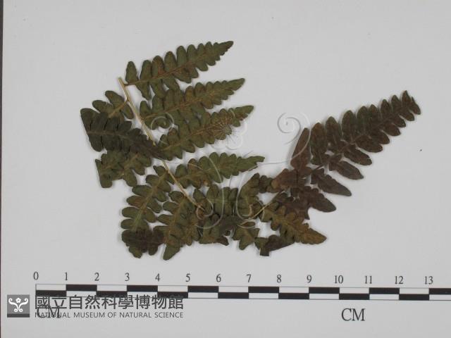 登錄號:F0019356藏品圖，第1張