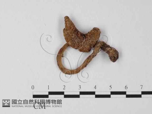 登錄號:F0003356藏品圖，第1張