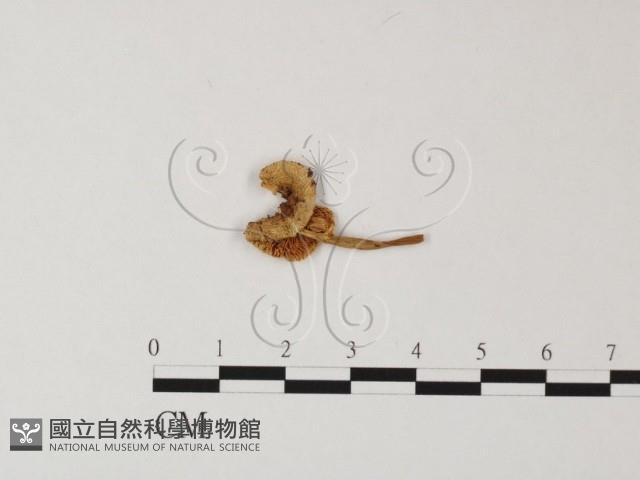 鵝膏屬藏品圖，第1張
