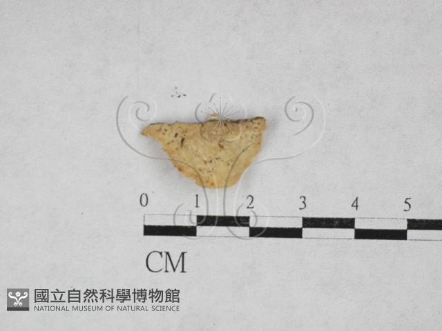 寡孔菌屬藏品圖，第1張