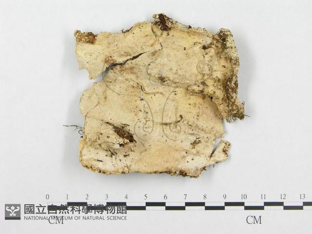 登錄號:F0008246藏品圖，第1張