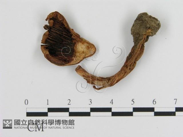 登錄號:F0020246藏品圖，第1張
