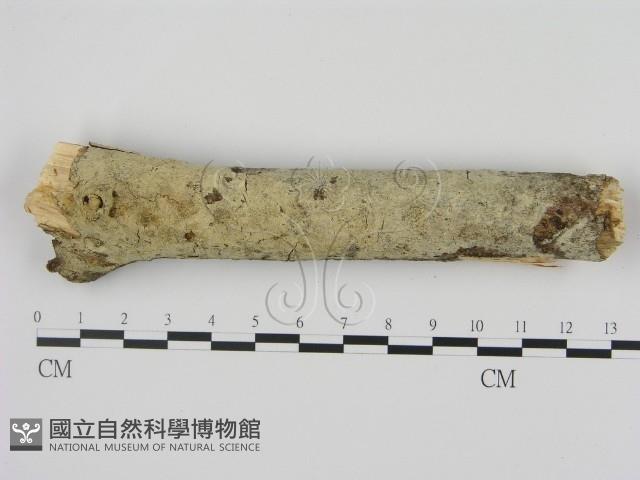 剛毛絲皮菌藏品圖，第1張