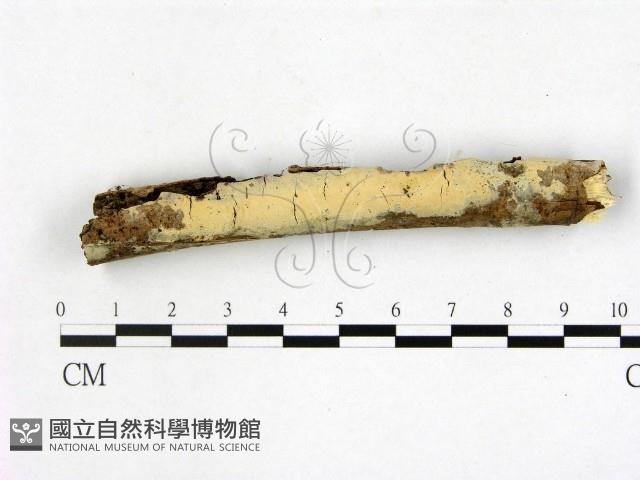 登錄號:F0010246藏品圖，第1張