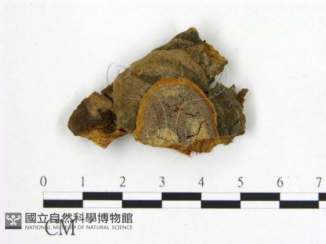 登錄號:F0006246藏品圖，第1張