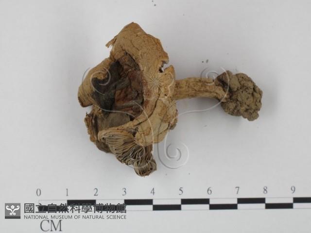 登錄號:F0011246藏品圖，第1張