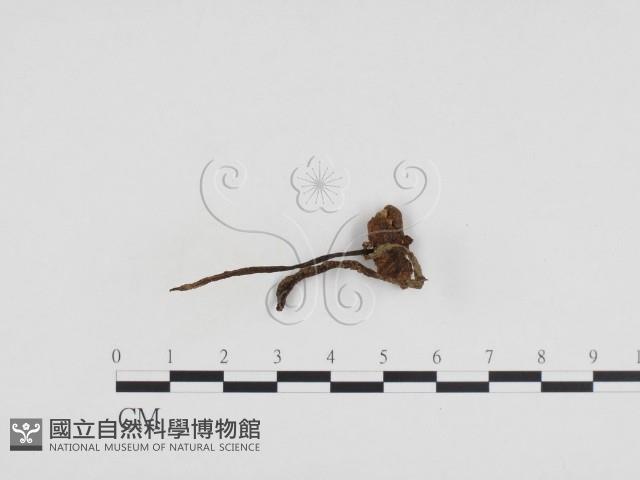 登錄號:F0024246藏品圖，第1張