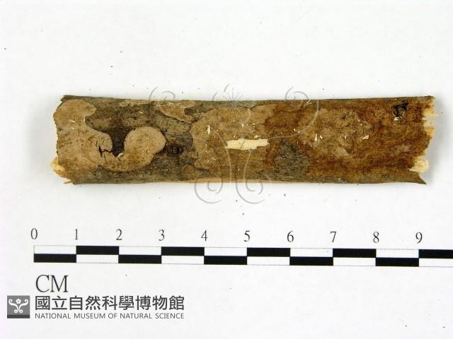 刺皮菌屬藏品圖，第1張