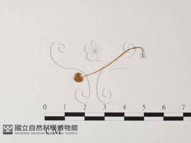 小菇屬藏品圖，第1張