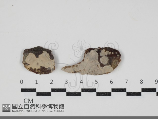 登錄號:F0034246藏品圖，第1張