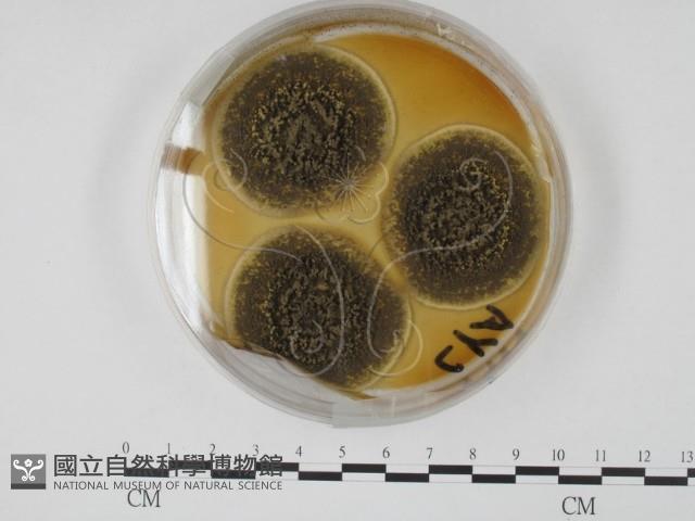 登錄號:F0012246藏品圖，第1張