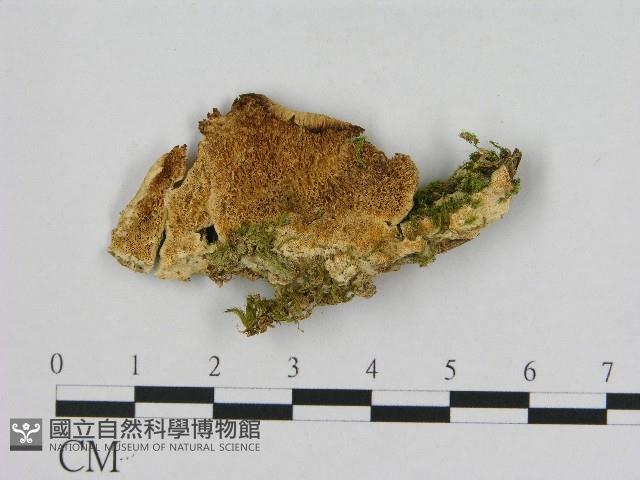 登錄號:F0017246藏品圖，第1張