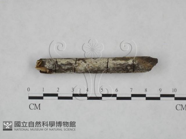 冇骨消絲齒菌藏品圖，第1張