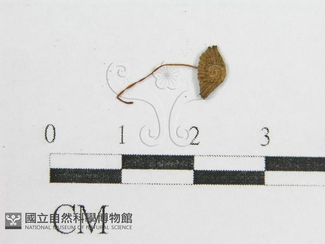 鬼傘屬藏品圖，第1張