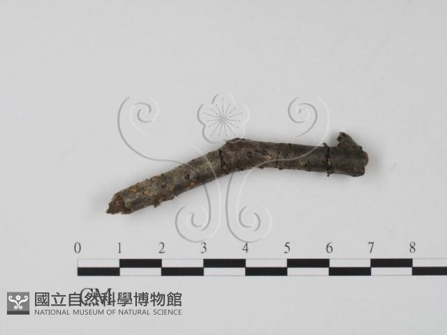 登錄號:F0015246藏品圖，第1張