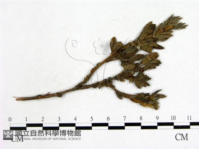 登錄號:F0019246藏品圖，第1張