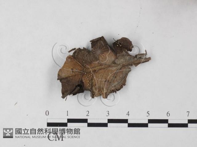 登錄號:F0023246藏品圖，第1張