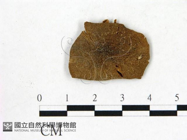 登錄號:F0003246藏品圖，第1張