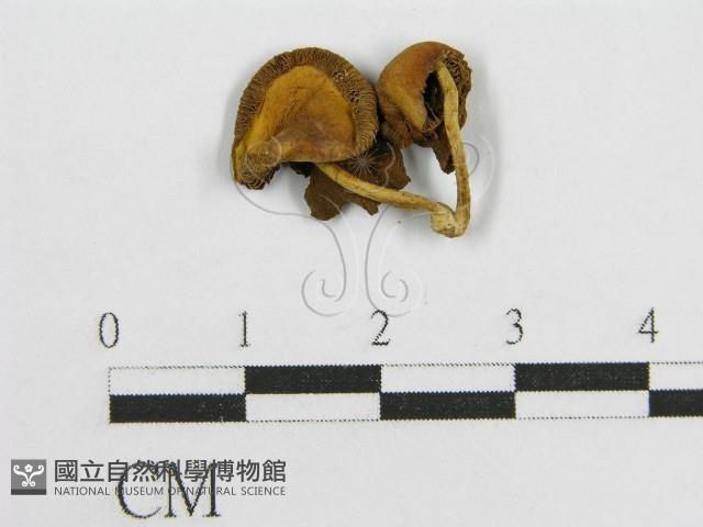 登錄號:F0013246藏品圖，第1張