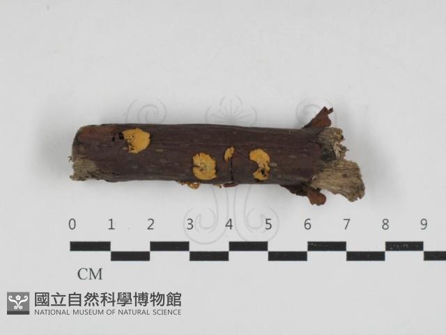 微皮傘屬藏品圖，第1張