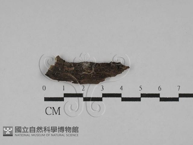登錄號:F0028846藏品圖，第1張