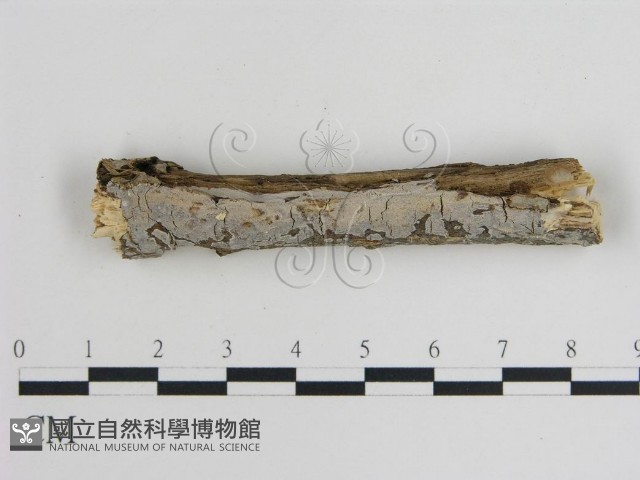 登錄號:F0008846藏品圖，第1張
