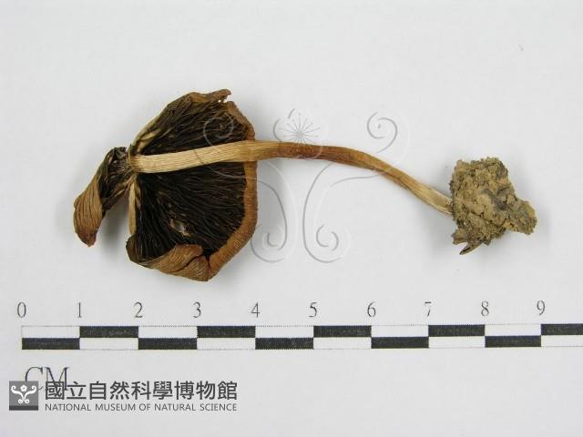 鬼傘屬藏品圖，第1張